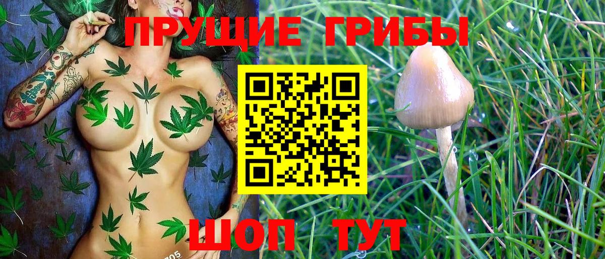 Галлюциногенные грибы Cubensis Коммунар