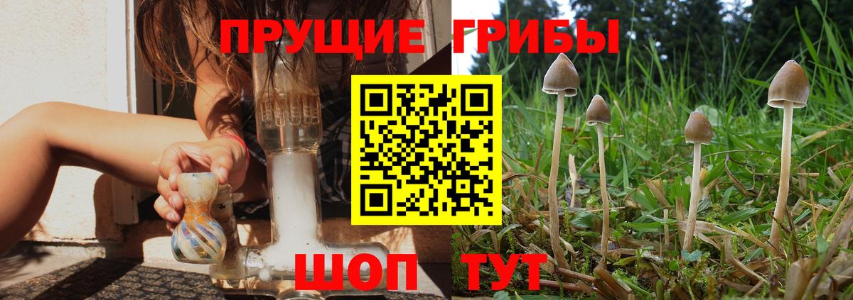 Псилоцибиновые грибы Magic Shrooms  Вход с VPN  Коммунар  Псилоцибиновые грибы Psilocybe 